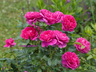 Видео с розами