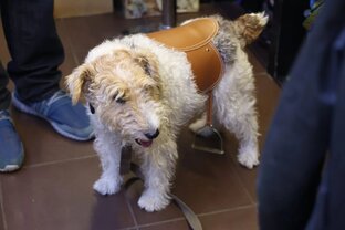 чумоданное зверье:)