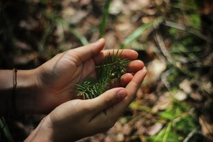 Хвойная книга 