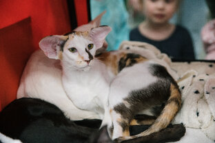 Кирюша! Ориентальная красота ♥️