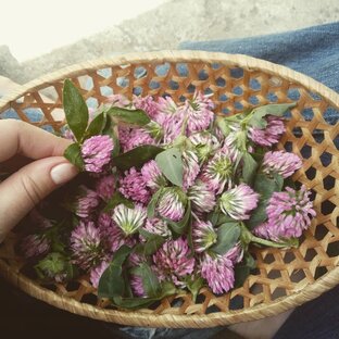 Лекарственные травы