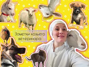 Заметки козьего ветеринара 