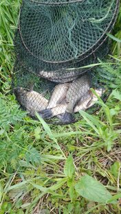 короткие ролики