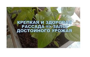 Кубанская рассада