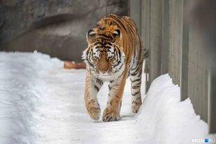 Зоопарк в Новосибирске.