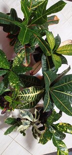 Мои кротоны или кодиеумы. 