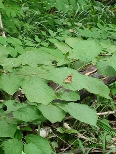 Янка знает. Скандал. Сказка наночь