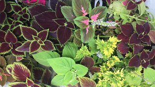 Про однолетние растения