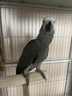 От цыпленка до взрослой птицы🦜