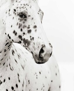 Полезное для любителей лошадей