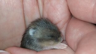 Хомячки выжили без мамы