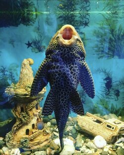 Аквариумистика 🐠🐟🎣🐡