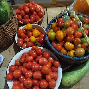 Все о помидорах