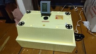 Инкубация куриных яиц(1опыт) 