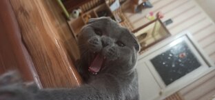 Мой кот Ëсик