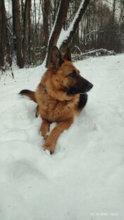 Полина в снкгопад