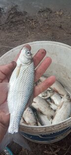 Весна/2023/Поездка за воблой в Астрахань