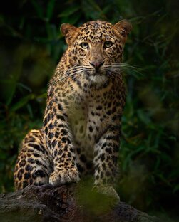 Наши питомцы 