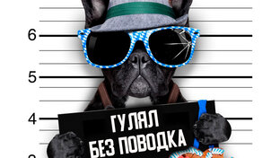 Характер и особенности французского бульдога