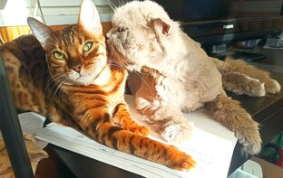 Друзья Пломбира