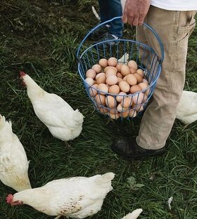 О курочках и яйцах! 