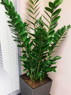 Комнатные растения