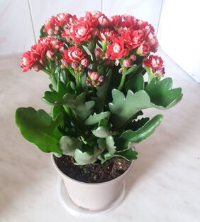 Мудрости жизни