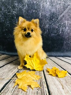 #Мотильда #Шпиц