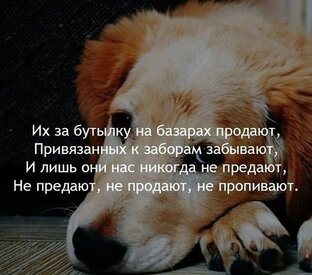 Немецкая овчарка Дина