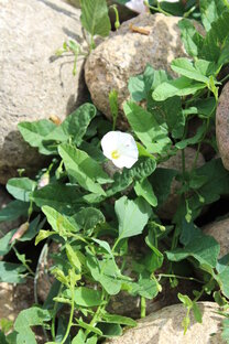 Развлекательный контент