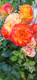 Гипоксия помогает оздоровить организм 