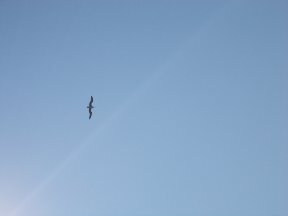  Птицы небесные