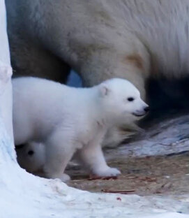 Природа: животные, растения