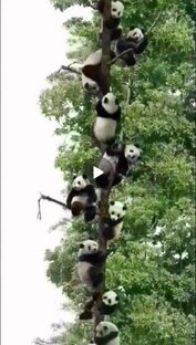 ПАНДЫ 🐼