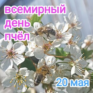 Всемирный день пчёл