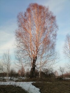 Работы Прозорливого Миротворца. 