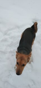 Наши животные