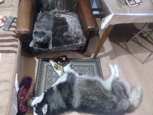 Истории про Герцога 