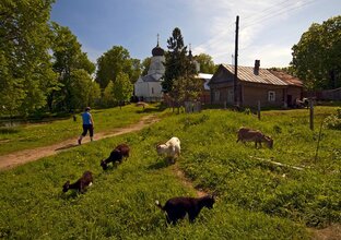 Деревенские истории
