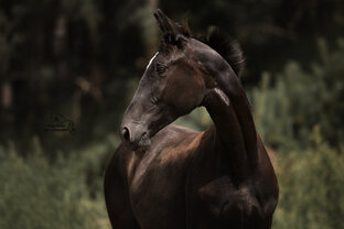 Постой для лошади 