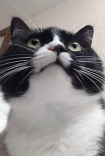 Кот Алекс
