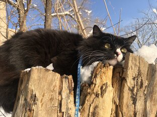 Полезности от кота Кузьмана.