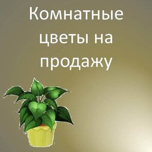 Комнатные цветы на продажу
