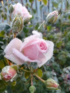 Зимовка роз. Подготовка, укрытие.