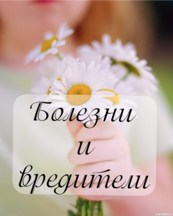 Болезни и вредители