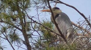 СЕРЫЕ ЦАПЛИ