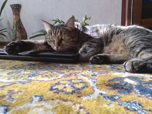 Смешной котик Жорик