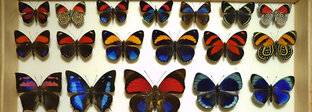 Collections
