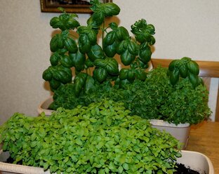 Выращиваем зелень