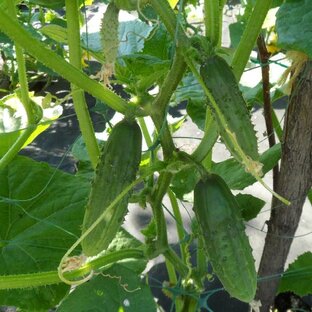 Огурцы. Сорта. Семена сортов огурцов.